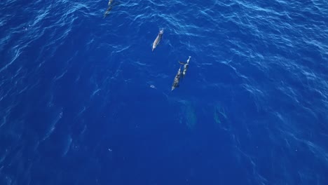 una manada de delfines nadando justo debajo de la superficie del agua en maui