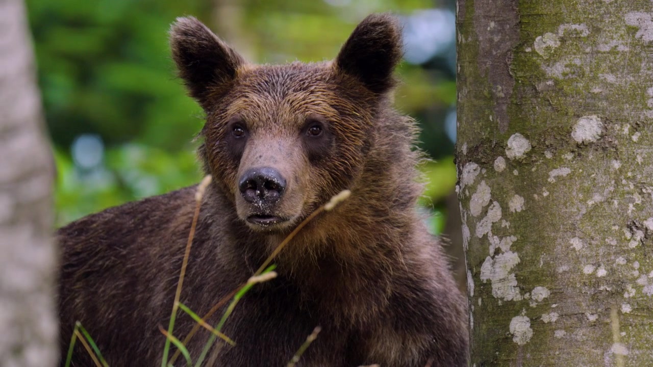 Vista ravvicinata di un orso bruno eurasiatico nella foresta della regione del Gorski Kotar in Croazia, che mostra l'animale nel suo habitat naturale boschivo