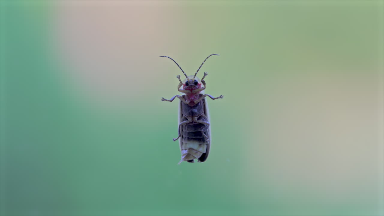 la parte inferior de una luciérnaga en una ventana, estirando