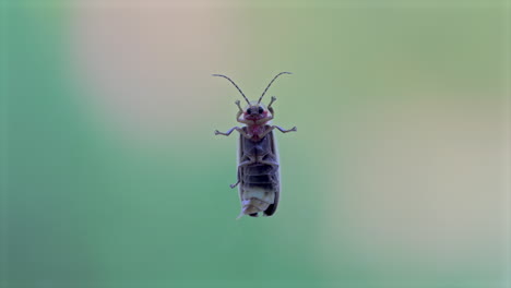 the underside of a firefly on a window, stretching