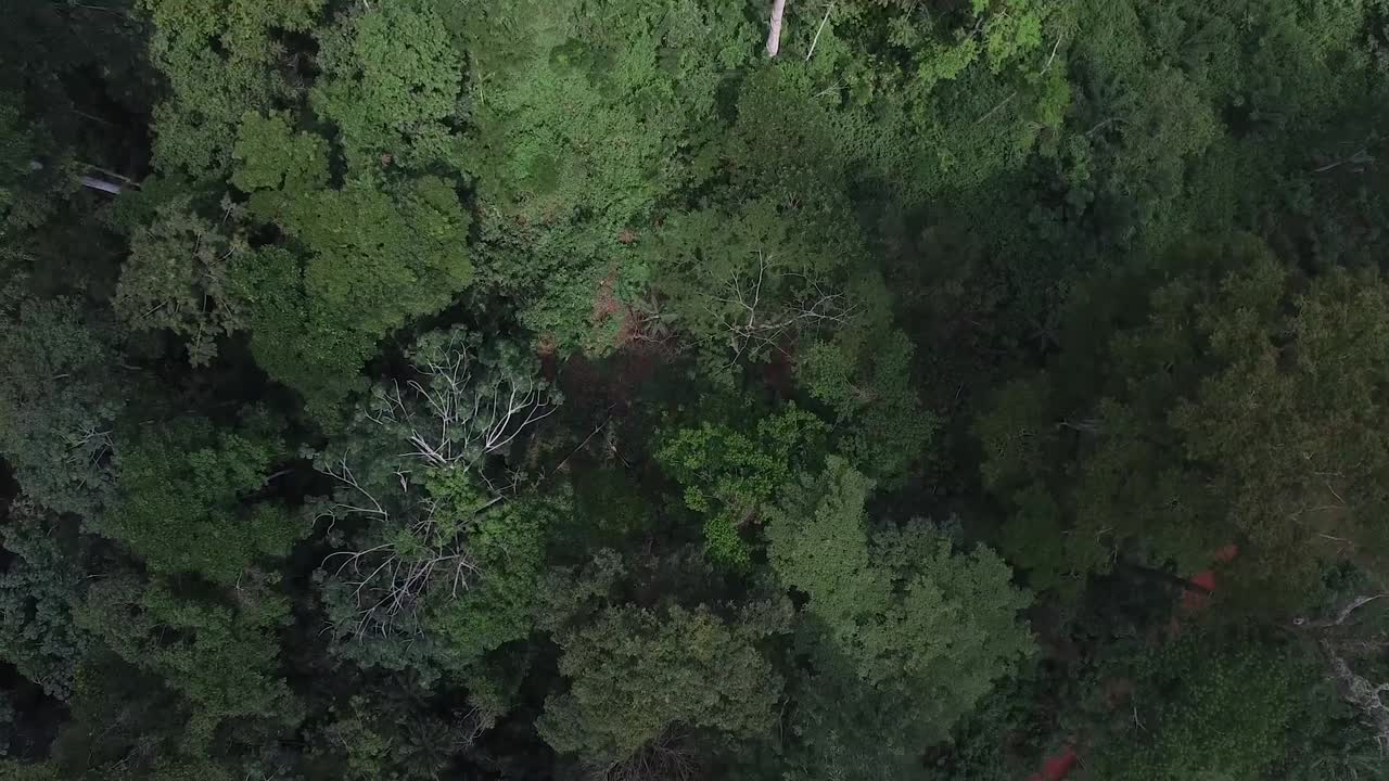 imágenes de drones mientras vuela alto sobre un camino de tierra en medio del bosque que muestra muchas casas a lo largo del camino mientras vuela