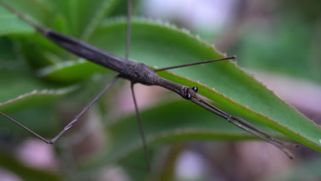 Slow-zoom-in-on-Water-Stick-Insect-aka-Water-Scorpion-