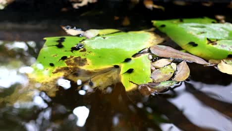 tadpoles gather on a leaf floating in water.