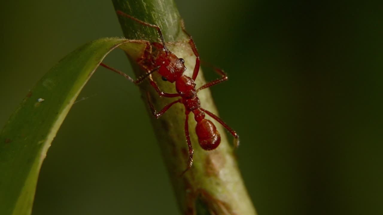 Red leafcutter ant moving on a stem in a close-up shot
