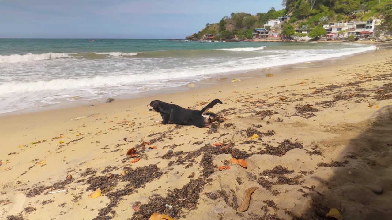 Black dog dragging itself and then walking along the sand on Urama beach