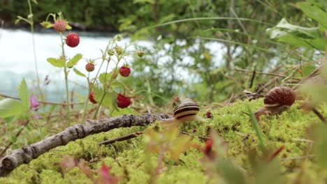 Snail-close-up,-looking-at-the-red-strawberries