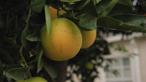 cerca de mano de naranjas maduras en el árbol en el patio trasero