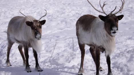 reindeer chewing food winter cute animals