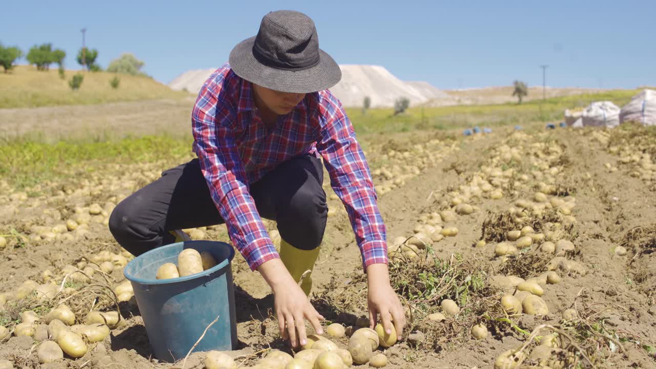 las manos de una persona recogiendo patatas en un campo de patatas.