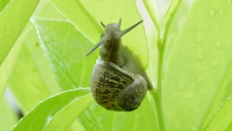 Macro-shot-of-garden-snail-climbing-and-eating-green-leaf-and-lookging-at-camera