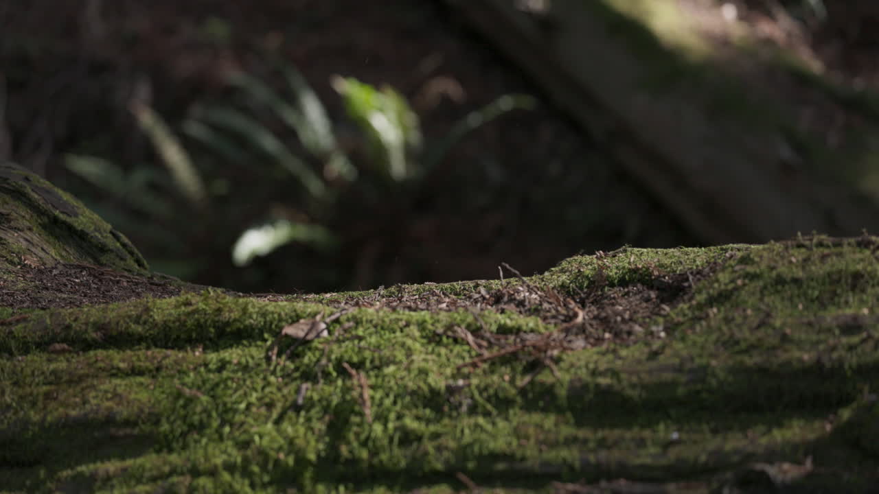 Uomo adulto esplora la foresta, camminando attraverso un albero caduto