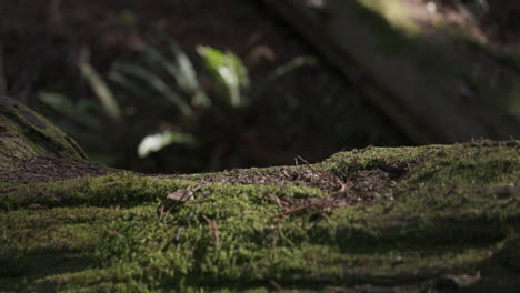 Adult-male-explores-forest,-walking-across-a-fallen-tree