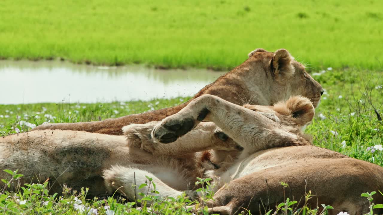Branco di leoni che si rotolano nell'erba della Tanzania