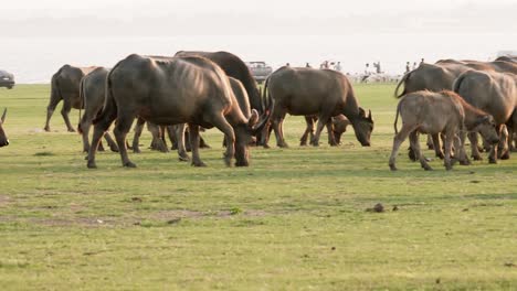 tranquil green grassland with herd of buffalo capturing the beauty of rural wildlife