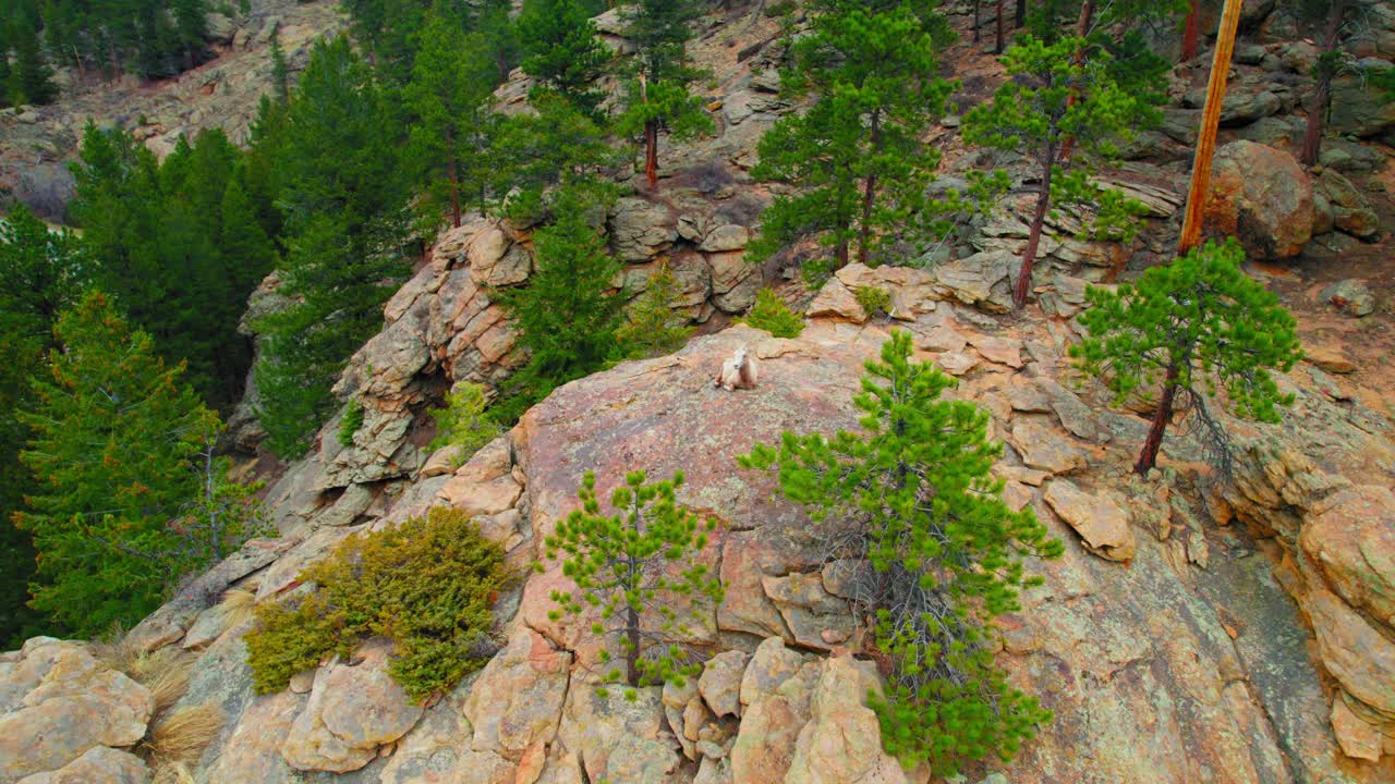 cabra montés de colorado sentada en una gran ladera rocosa cerca del bosque alpino de estes colorado