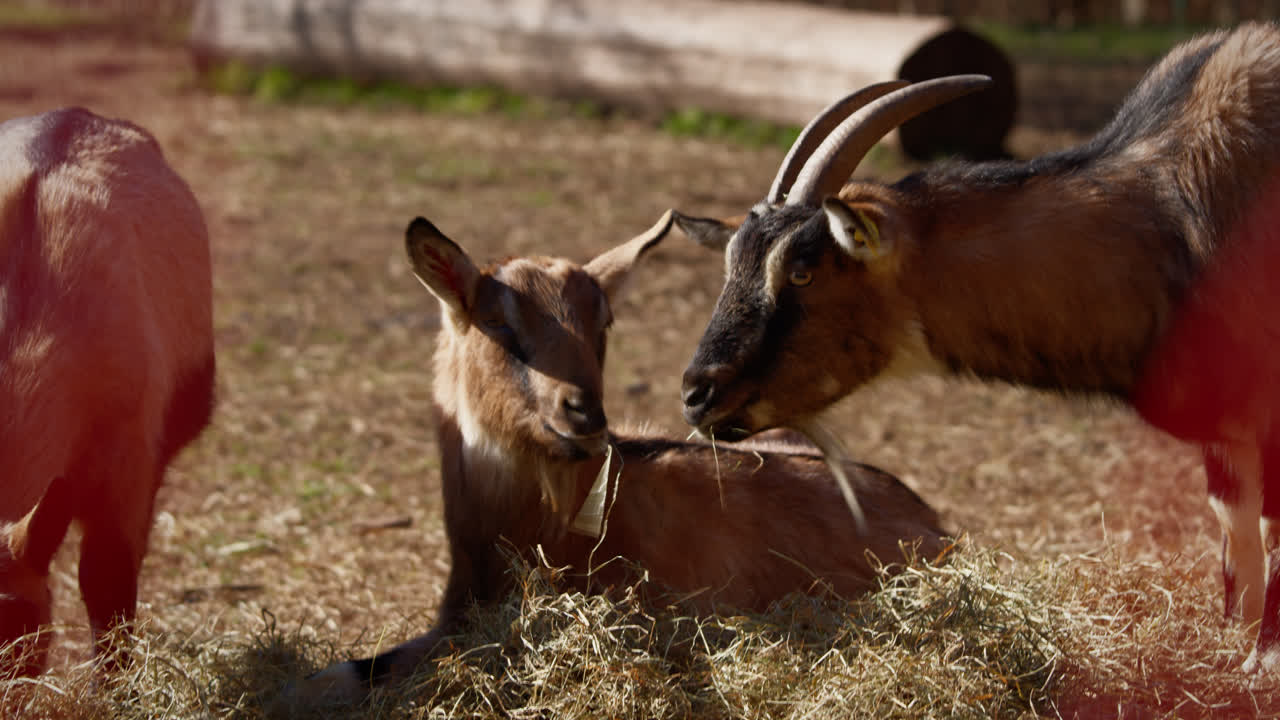 Cabras pastando en un campo