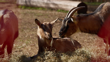 cabras pastando en un campo
