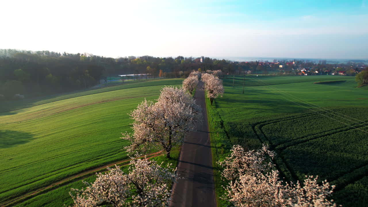 꽃 피는 체리 나무와 함께  ⁇ 은 아침에 골목
