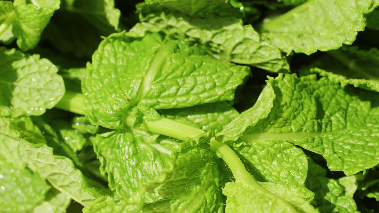 Green leaves of fresh fragrant mint with water drops close-up. High quality 4k footage
