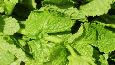 green leaves of fresh fragrant mint with water drops close-up. high quality 4k footage