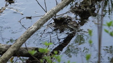 Reflexionen-Durch-Bach-Mit-Trockenen-Blättern-Und-Gefallenem-Ast-Im-Wald-In-Der-Nähe-Von-Saitama,-Japan