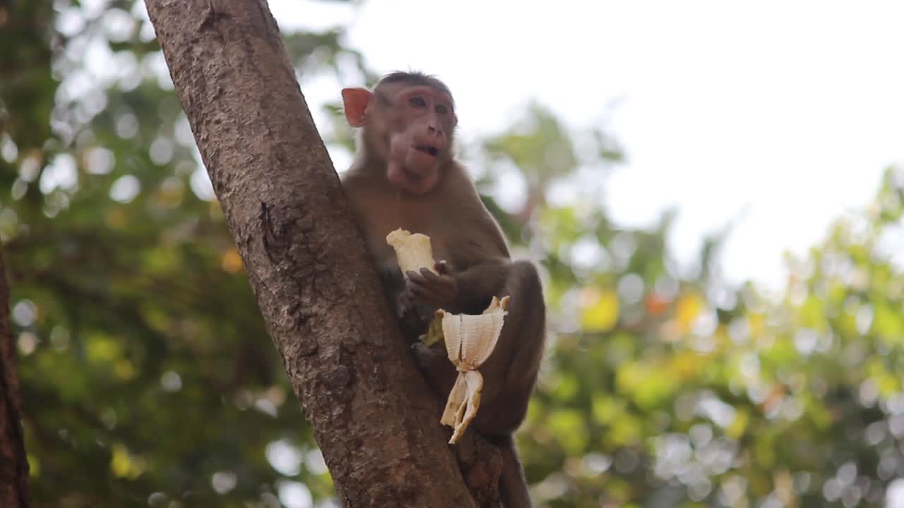 Bonnet Macaque - Macaca Radiata Or Zati hungry sitting on tree and eating banana. a young hungry Indian monkey eating banana given by tourists in jungle video background in full HD