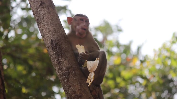 Macaco Cinomolgo - Macaca Radiata o Zati affamato seduto su un albero che mangia una banana. Una giovane scimmia indiana affamata mangia una banana offerta dai turisti, con sfondo video della giungla in full HD.