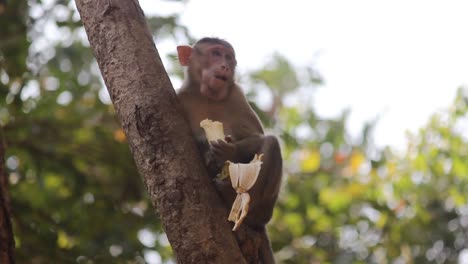 bonnet macaque - macaca radiata or zati hungry sitting on tree and eating banana. a young hungry indian monkey eating banana given by tourists in jungle video background in full hd
