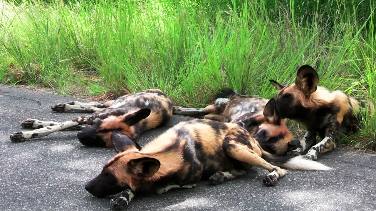 아프리카의 야생 개들은 녹색 잔디 근처에서 피곤하고 심한 호흡으로 잠을 자고 있습니다.