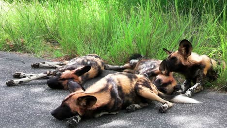 los perros salvajes africanos duermen cerca de la hierba verde, agotados y con la respiración pesada.