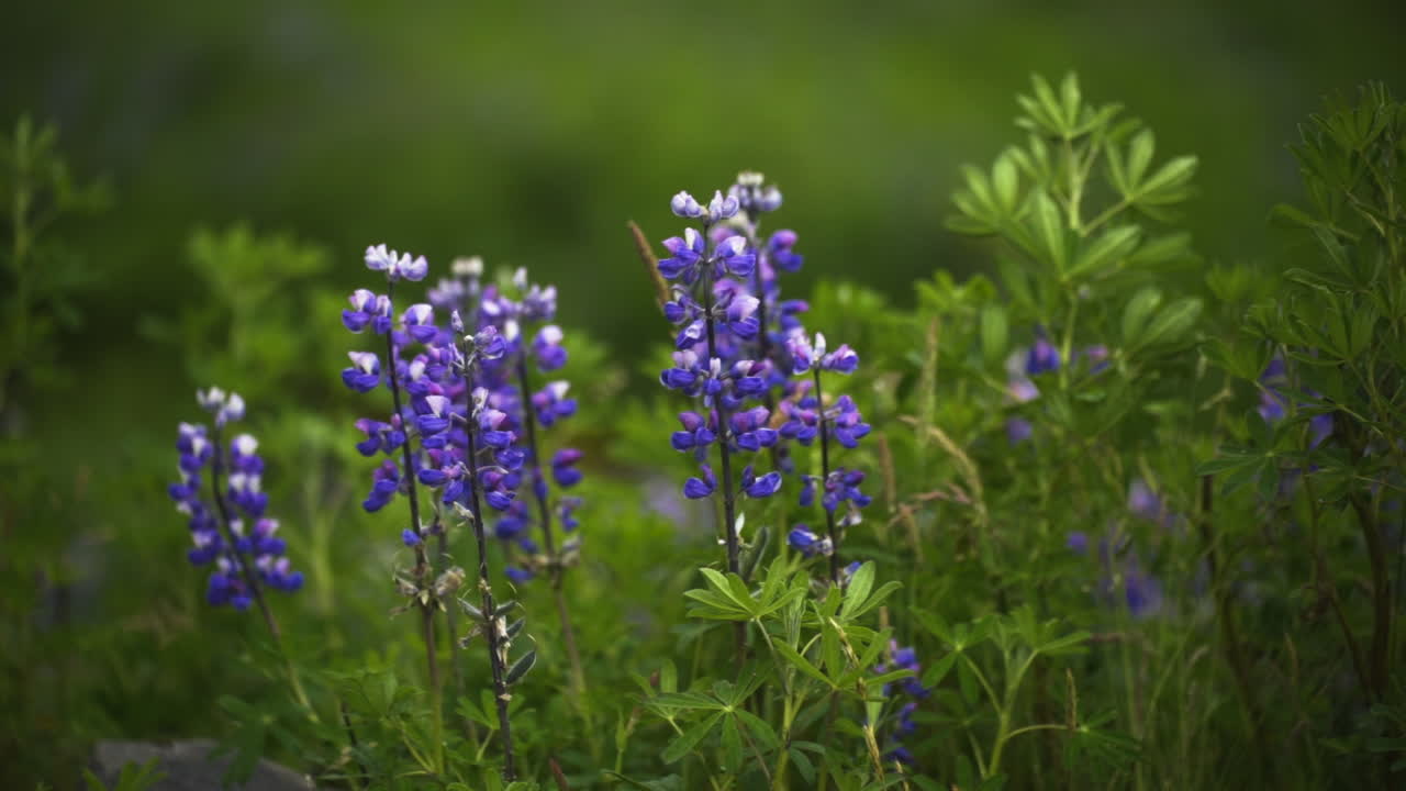 Lupines thrive in Icelandic summer, lush green backdrop, serene mood