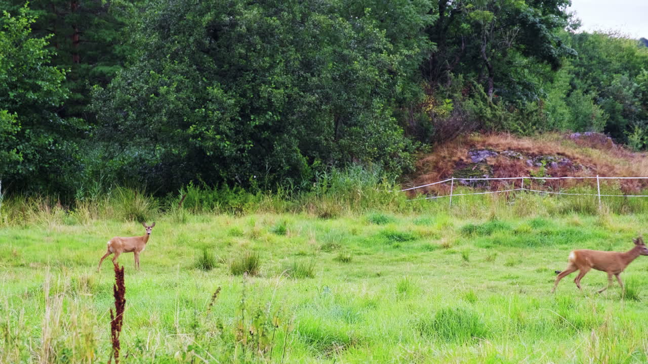 노르웨이 아렌달의 트로모이에 있는 풀이 무성한 숲에 있는 노루