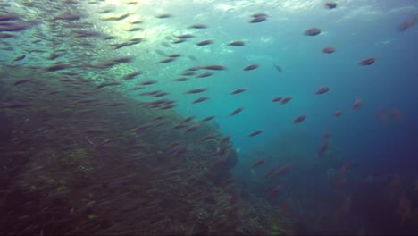 Fische-Werden-In-Zeitlupe-über-Felsenkorallenriff-Und-Sonne-Dahinter-Gejagt