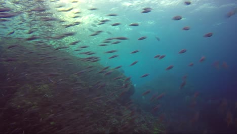 peces cazados en cámara lenta sobre arrecifes de coral de roca y sol detrás