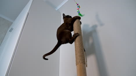 small kitten plays with toy. cat climbs up to catch a toy. healthy young pedigree pet. lovely chocolate kitten. view from below.