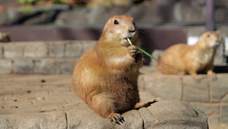 close up of cute prairie dog eating in slow motion