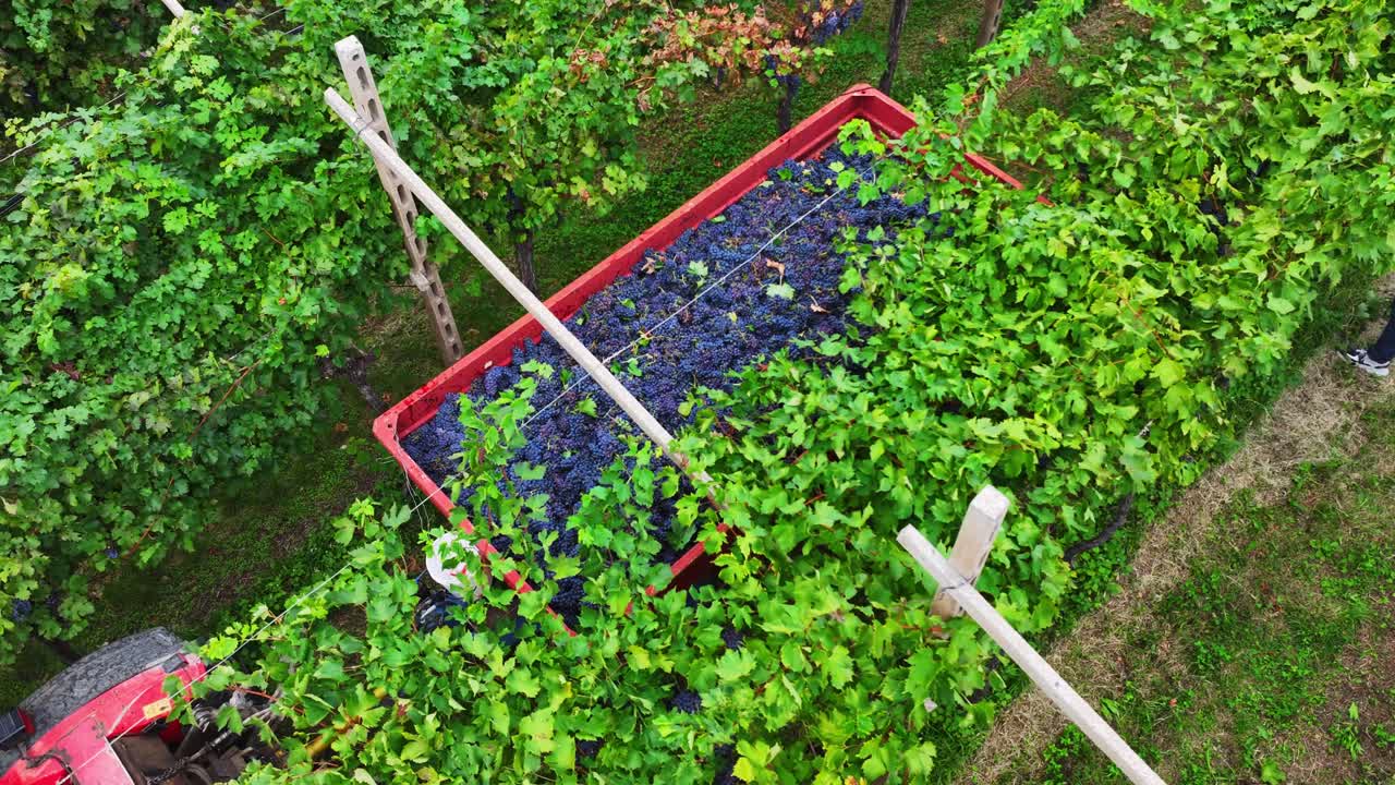 Drone view of ripe grapes filling a trailer between vineyard rows during harvest. Workers load the fruit by hand in this vibrant, hands-on winemaking scene.