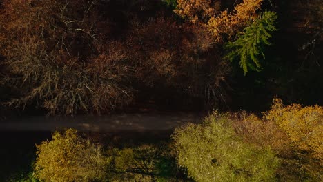 Top-shot-of-colorful-trees-in-the-autumn-season-with-a-look-up-shot-in-4k-up-to-the-horizon-at-a-beautiful-day