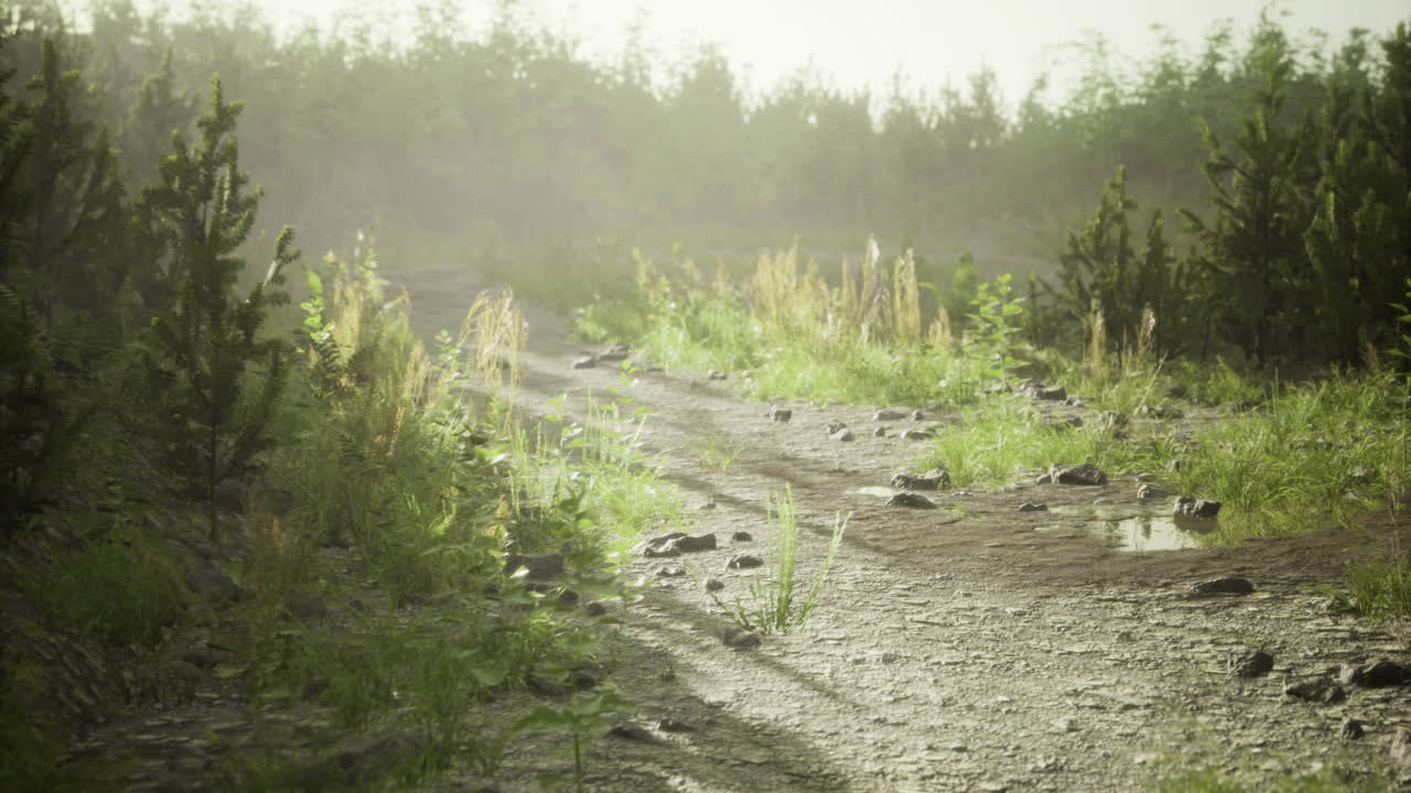 Misty forest trail beckons explorers in the early morning light