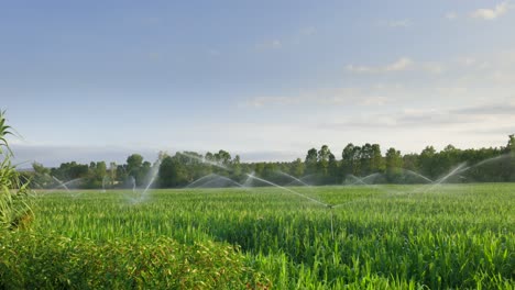 Sprinklers-watering-field-at-sunrise