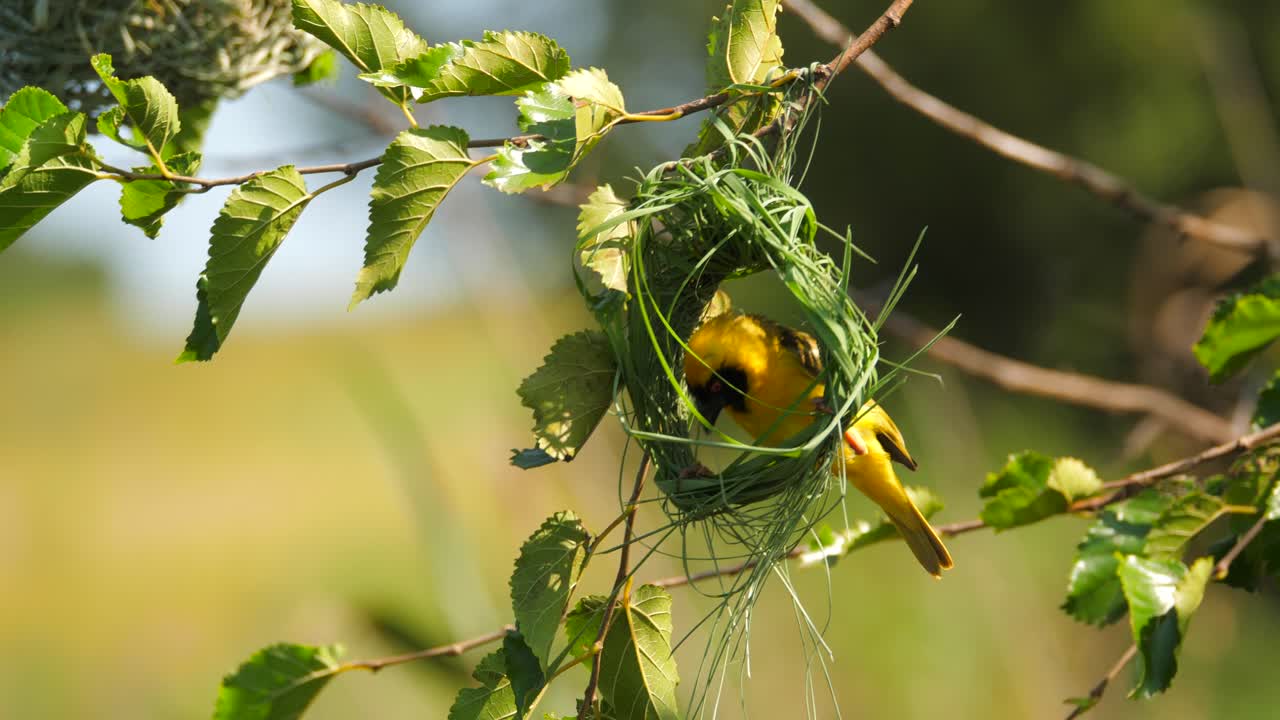 남성 남부 가면을 쓴 직공이 풀잎으로 둥지를 짓고 있습니다.