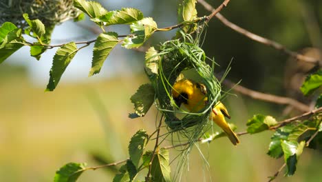 male southern masked weaver building a nest out of blades of grass