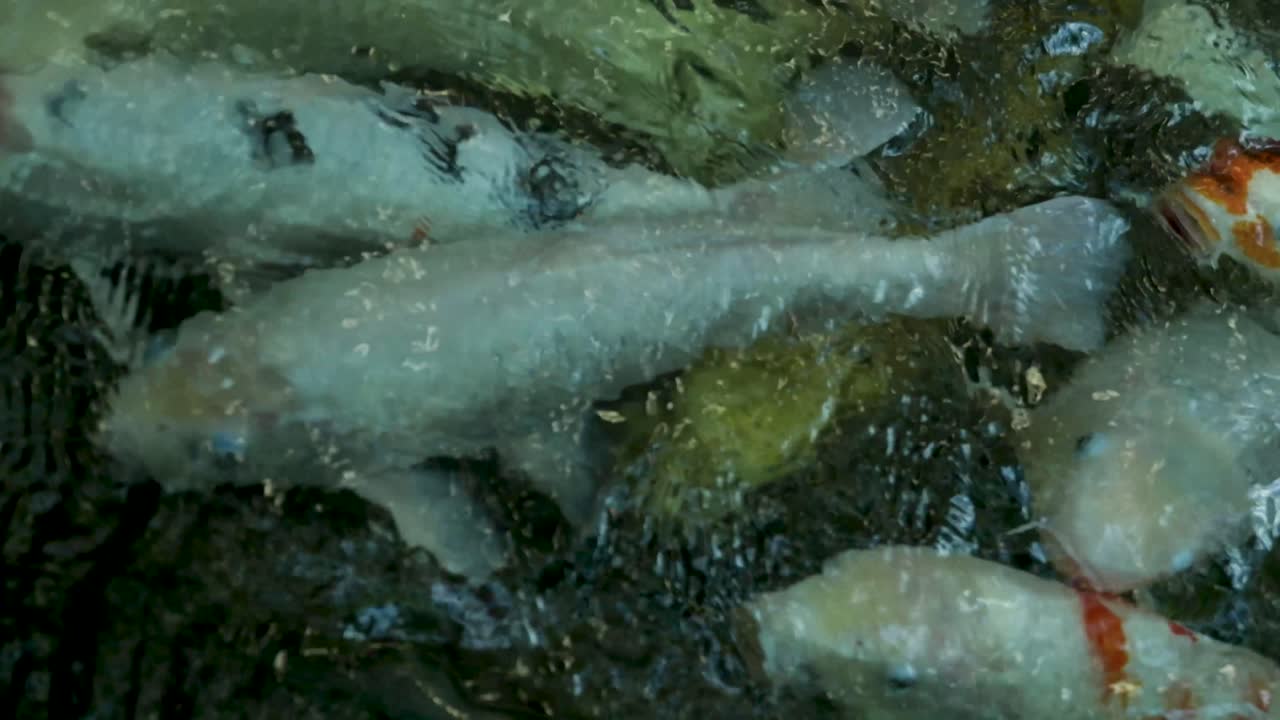 연못 에 있는 코이 물고기