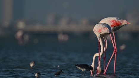 Winter-Migratory-birds-Greater-Flamingos-wandering-in-the-shallow-sea-backwaters-at-low-tide-with-city-background---Bahrain