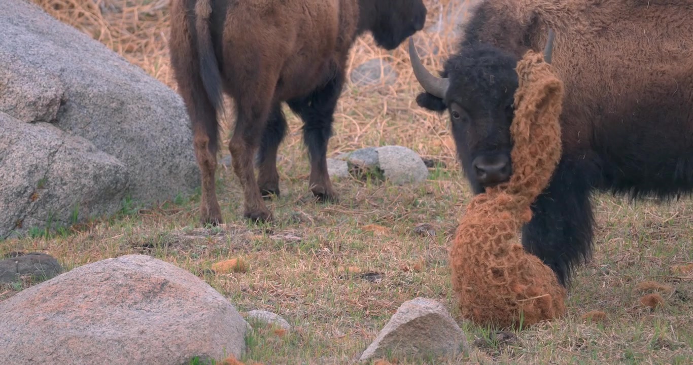 Un bisonte cerca di giocare con un ramo ma purtroppo gli rimane incastrato in testa! Scattato nel Parco Nazionale di Yellowstone (il bisonte lo rimuove in seguito)
