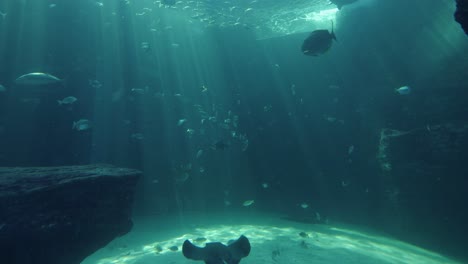 el rayo de águila manchado se desliza más allá de la ventana en el hábitat del acuario de diseño natural