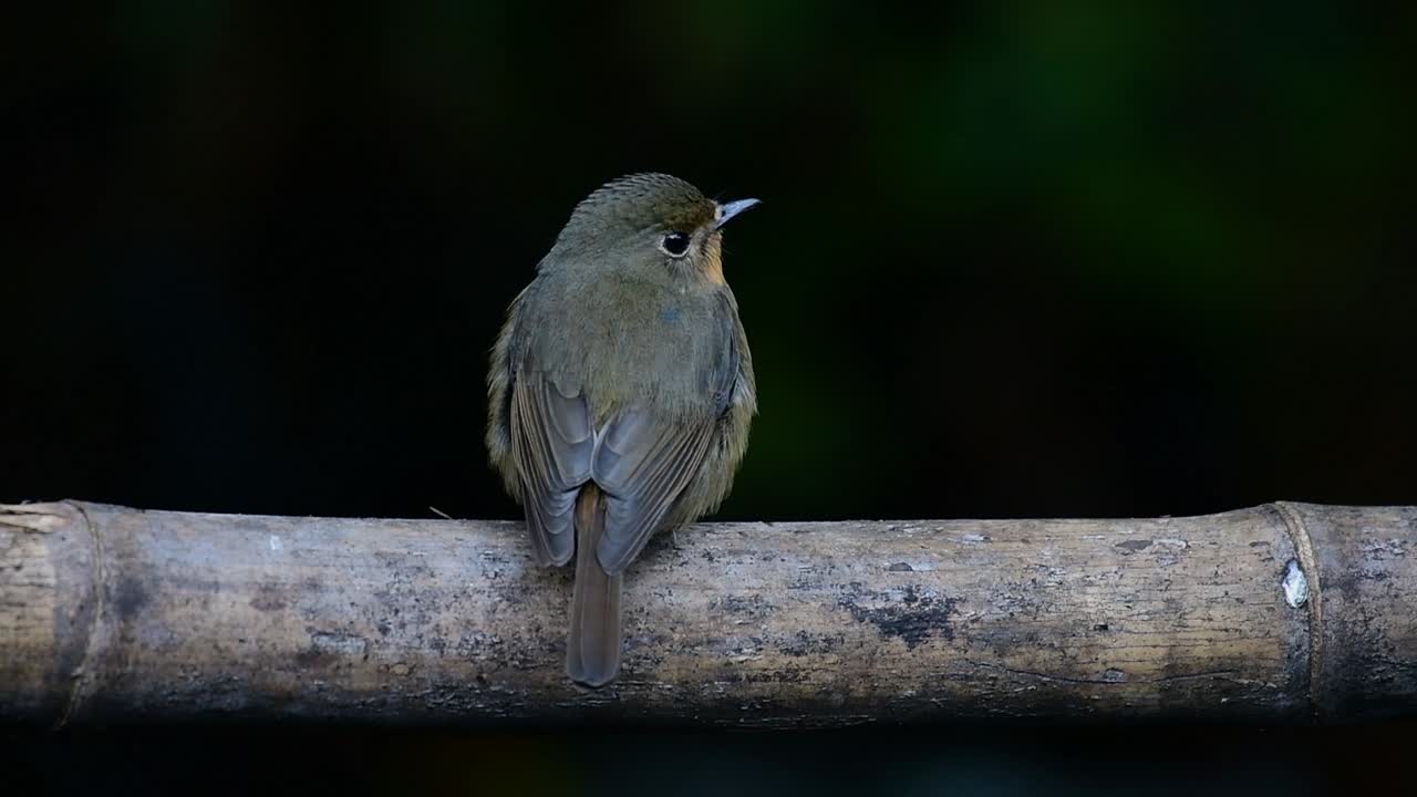 papamoscas azul de la colina posado en un bambú, cyornis whitei