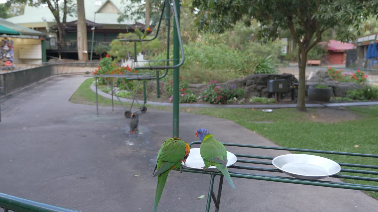 currumbin 야생 동물 보호 구역에서 먹이를 먹는 무지개 lorikeets - 호주 퀸즐랜드의 동물 공원 - 와이드 샷