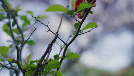 Closeup-tree-branch-with-green-leafs-against-cloudy-sky.-Tree-leafs-blooming