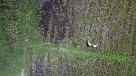 Aerial-view-cows-tie-by-rope-and-lost-freedom.